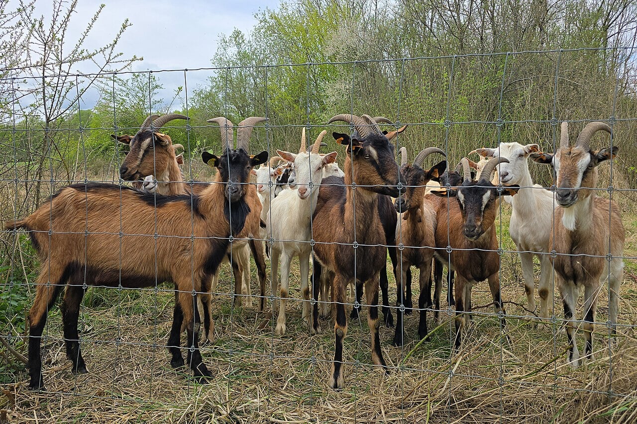 A herd of goats looking through a sturdy wire fence in a pasture.