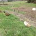 Using Goats for Brush and Weed Clearing 8 Scenic rural pasture featuring goats and cows grazing on lush green grass with open fields and farm fencing.