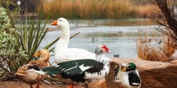 Goose vs duck: geese and ducks gathered together at a pond