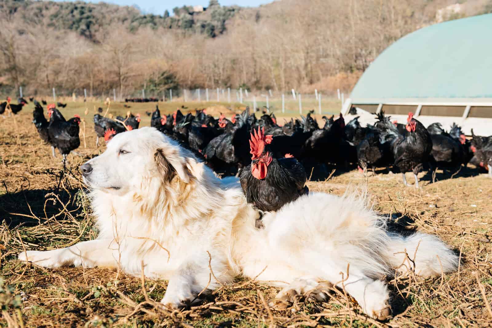 Great pyrenees watching over a homestead flock.