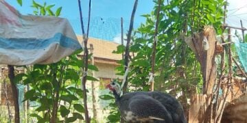 A guinea fowl standing alert in a backyard garden, a bird known for how loud guinea fowl can be when alarmed.