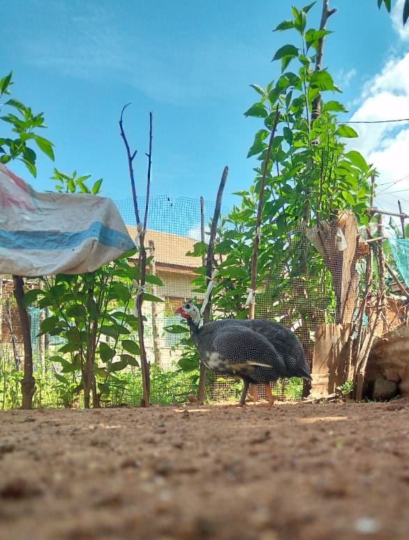 A guinea fowl patrolling vegetation in a backyard garden.