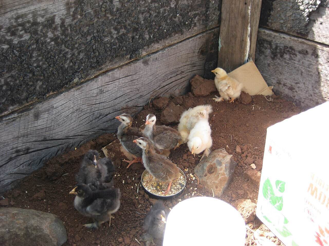 Young guinea fowl keets safely housed with bantam chicks in a covered brooder run.
