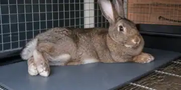 Healthy rabbit resting comfortably in a clean hutch