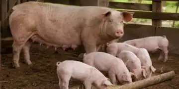 Healthy sow standing near robust piglets eating starter feed