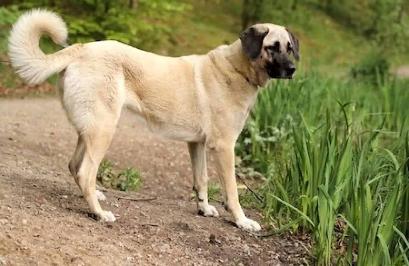 Kangal dog behind a wire fence, an experienced-owner livestock guardian breed.