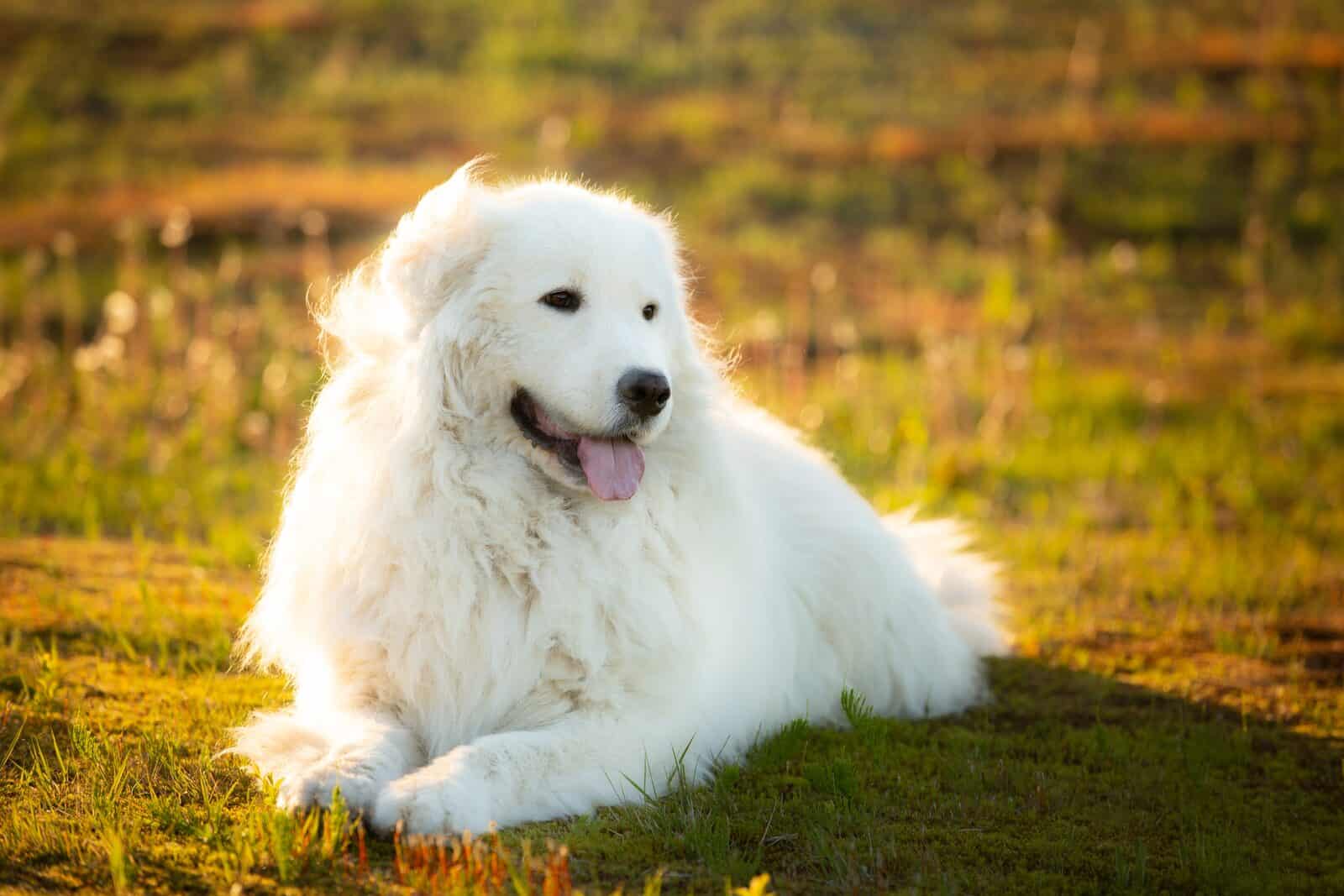 Maremma sheepdog, a strong poultry guardian breed.