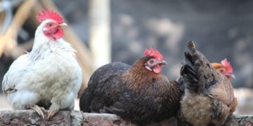 Three colorful backyard chickens sitting on a brick wall, showcasing their vibrant feathers and alert expressions, in a natural outdoor setting.