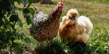 Sour Crop In Chickens: How To Spot And Treat It 7 Two free-range chickens, a hen and a rooster, standing on grass near a bush in a backyard setting.
