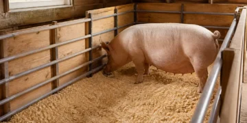 A healthy pig standing inside a wooden pen with clean bedding, showcasing a well-maintained farm environment.