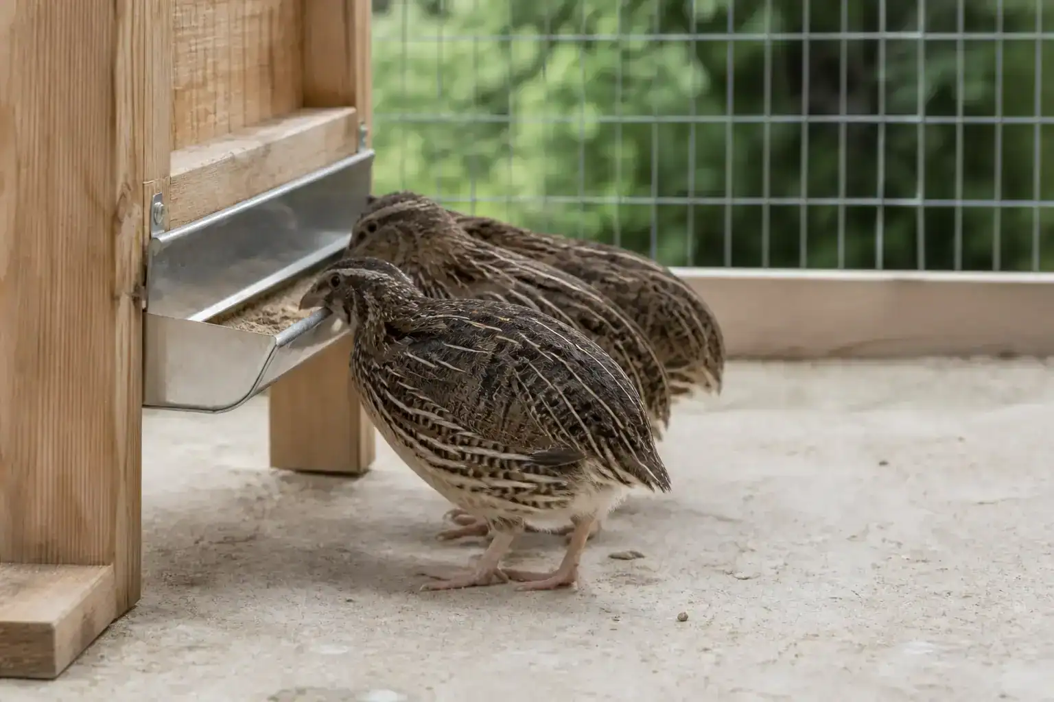 Proper feeder height for coturnix quail