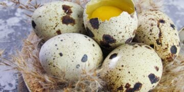 Quail Egg Incubation: Temperature, Humidity, And Day 1 3 Quail eggs in incubator tray