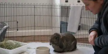 Quiet rabbit being closely monitored for gi stasis