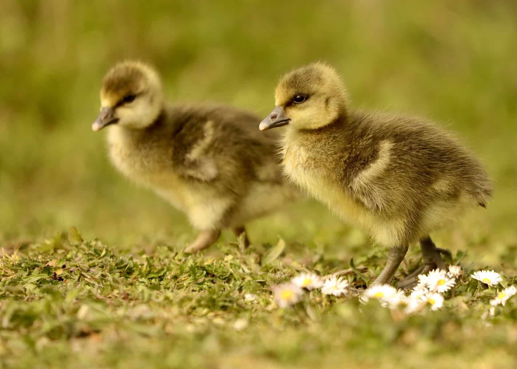 Young goslings walking together through spring grass