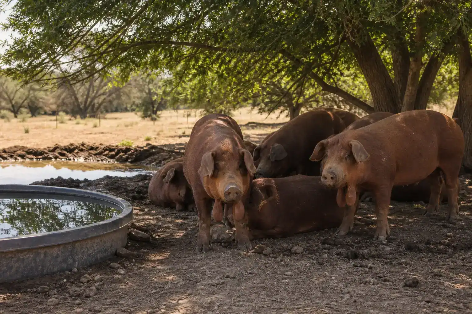 Red wattle pigs staying comfortable in shade with abundant clean water