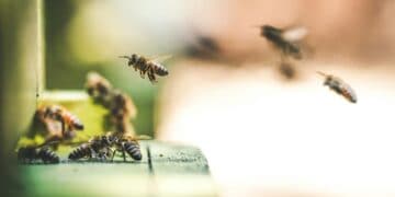 Robber Bees And Summer Dearth: How To Protect A Hive When The Flow Stops 5 Honey bees at hive entrance robbing behavior