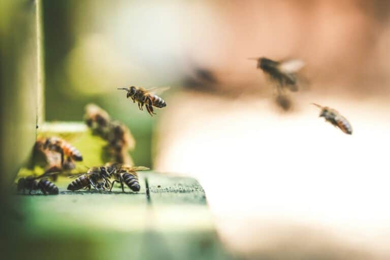 Robber bees and summer dearth: how to protect a hive when the flow stops