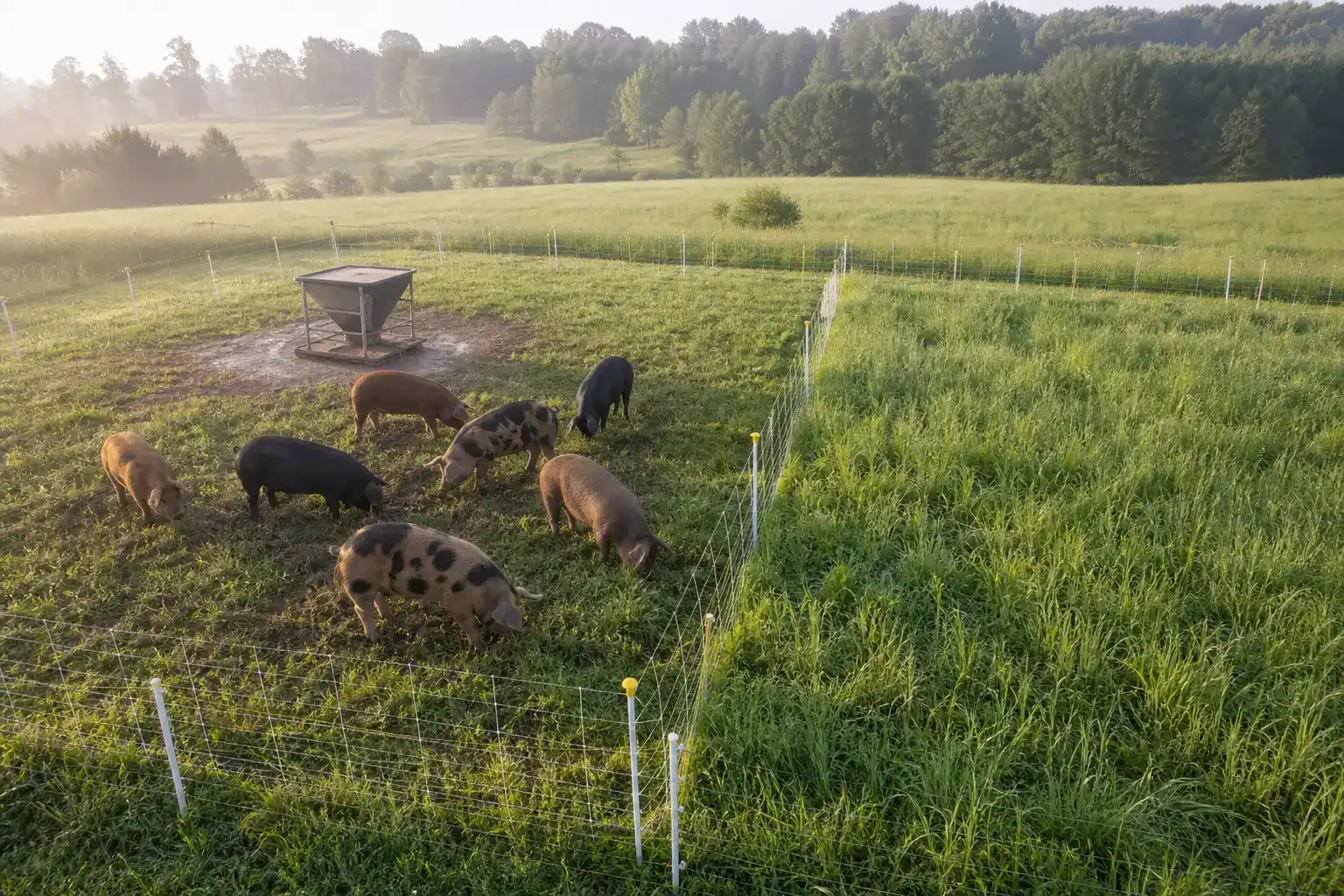 Rotational pig paddocks showing grazed and rested pasture side by side
