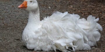 White sebastopol geese showing the long curled feathers of the breed