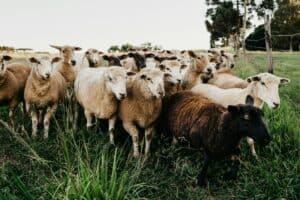 Sheep vs. Goats: which suits your land and fencing