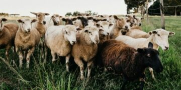 Sheep Vs. Goats: Which Suits Your Land And Fencing 2 Sheep and goats grazing pasture side by side