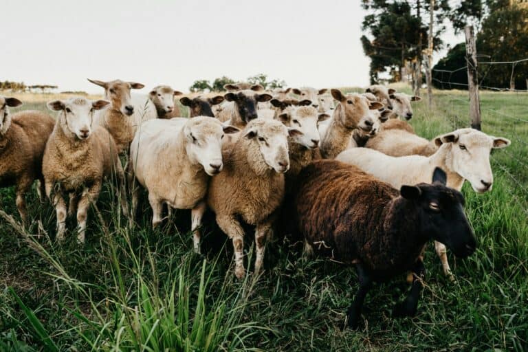 Sheep vs. Goats: which suits your land and fencing