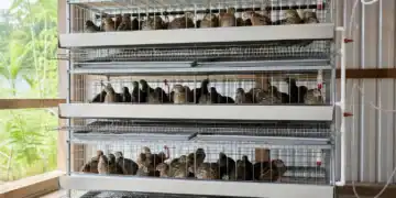 Best Stacked Quail Cages For Small Spaces 5 Indoor chicken brooder with multiple shelves housing young chickens in a well-lit, ventilated space.