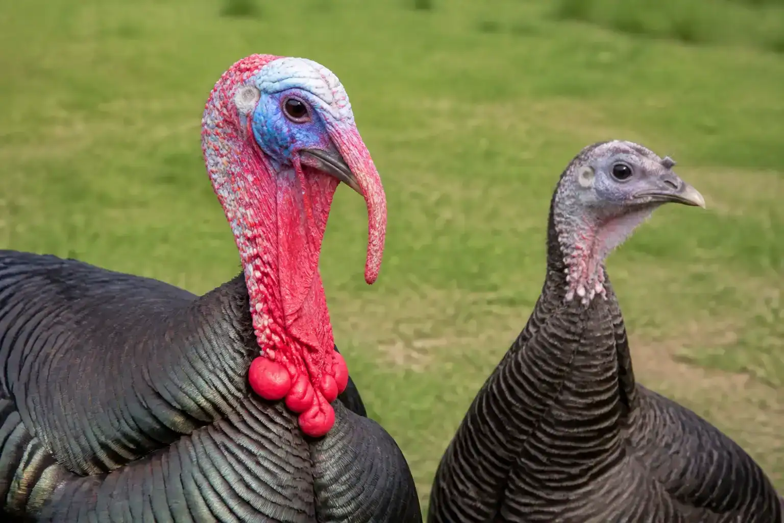 Tom and hen turkey head differences including snood, wattle, and caruncles
