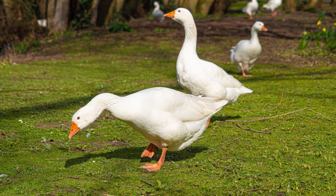 Large white embden goose standing beside a farm fence