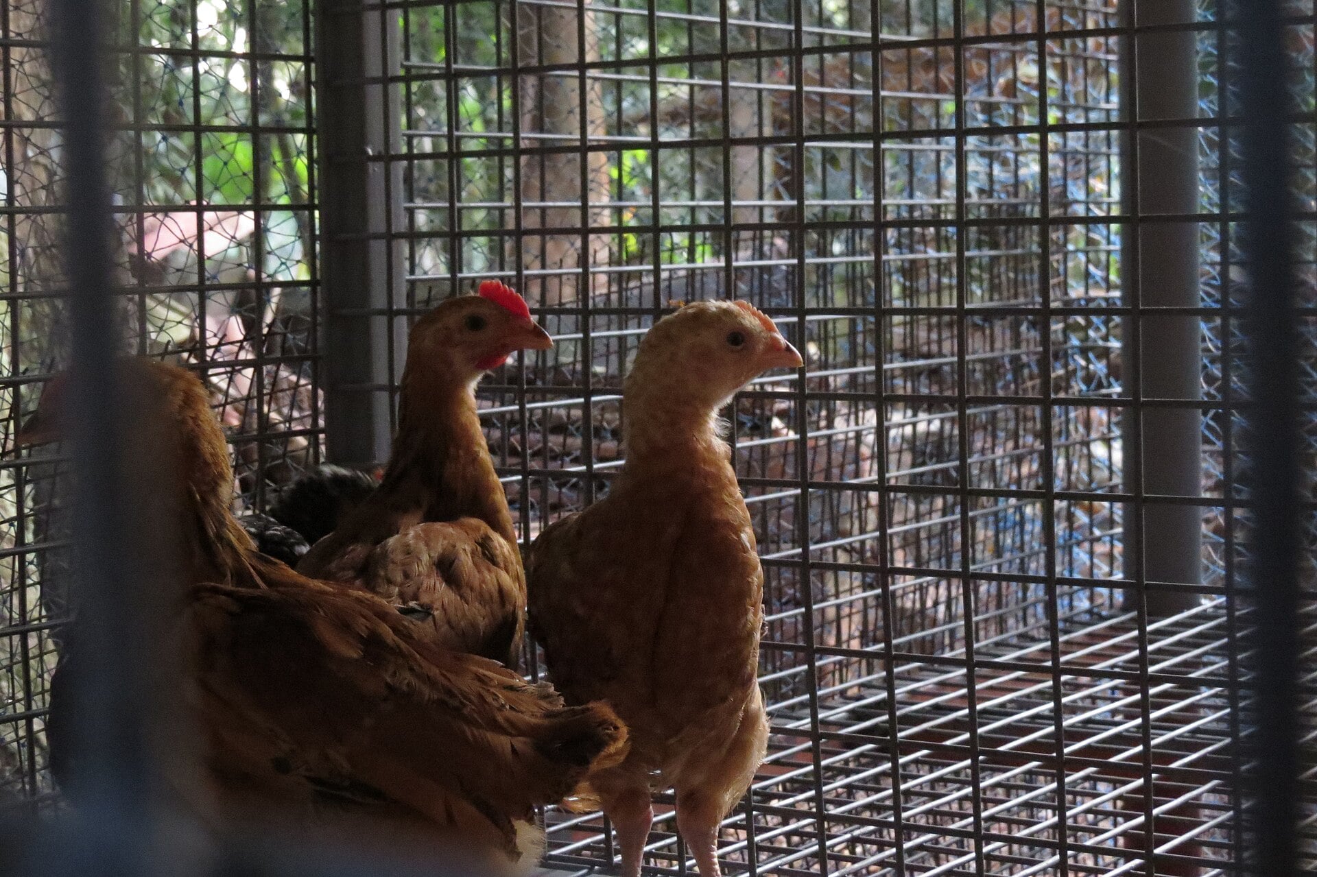 How To Raise Baby Chicks: Week One Through Moving To The Coop 2 Young chickens settling into a secure chicken coop