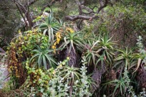 Eco-friendly yard care for a working homestead