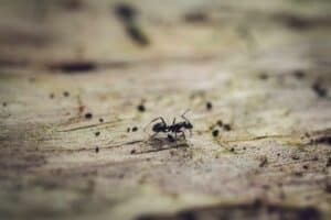 Homestead pest inspection: what to check and where