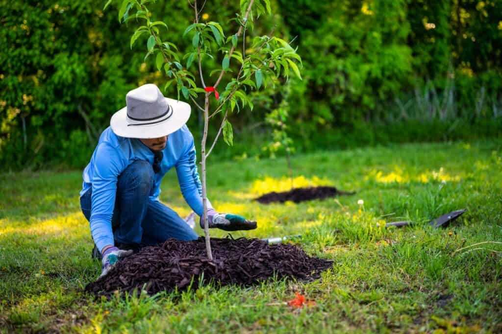 Person planting a young tree in a garden, wearing a wide-brimmed hat and blue shirt, surrounded by green grass and trees. Eco-friendly yard care