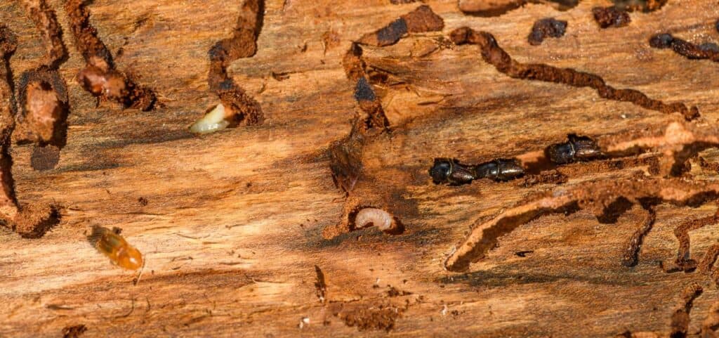 Detailed macro shot of beetles and larvae on wood, showcasing nature's complexity. Homestead pest inspection