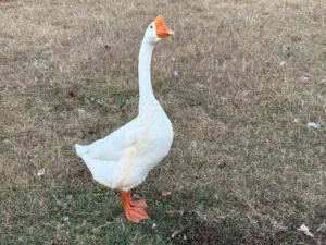 Are Geese Aggressive? Understanding and Managing Goose Behavior