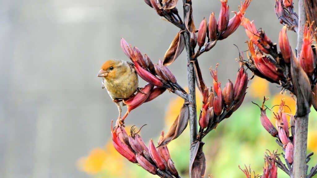 Bird-Friendly Gardens: Attracting Good Birds 1 Bird-friendly gardens: attracting good birds