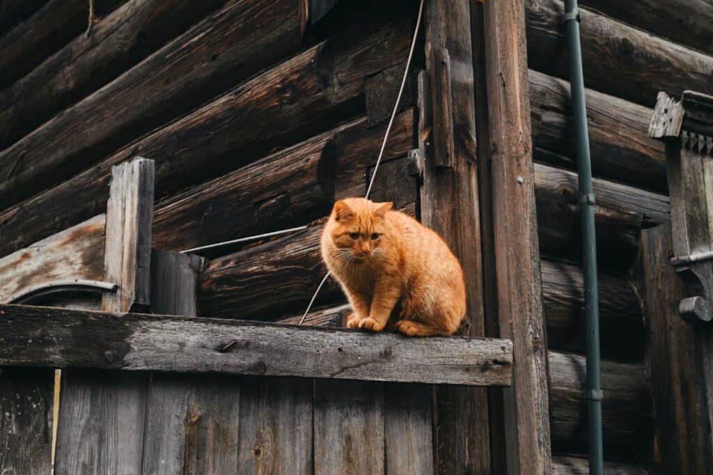 Cat Abscess Treatment for Working and Outdoor Cats 1 Cat Abscess Treatment for Working and Outdoor Cats