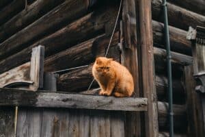 Cat Abscess Treatment for Working and Outdoor Cats