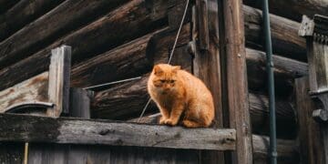 Cat Abscess Treatment for Working and Outdoor Cats 3 Orange tabby cat sitting on a weathered wooden barn ledge, surrounded by rustic wooden beams and structures.