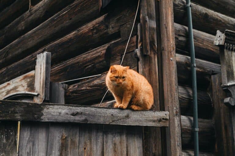 Cat Abscess Treatment for Working and Outdoor Cats 12 Cat Abscess Treatment for Working and Outdoor Cats