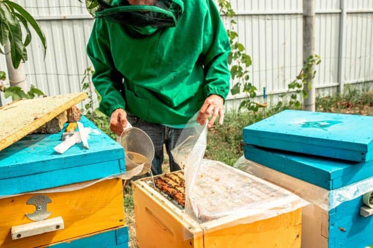 Sugar Syrup for Bees: Ratios, Fall Feeding, and When to Stop 12 Sugar Syrup for Bees: Ratios, Fall Feeding, and When to Stop