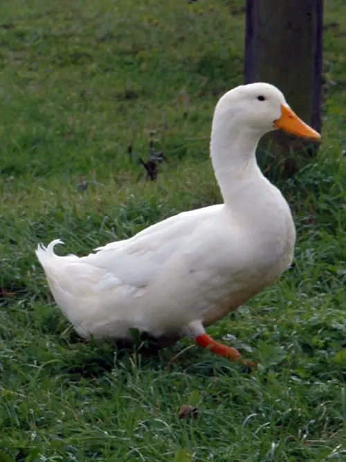 American pekin. (2022, november 24). In wikipedia. Https://en. Wikipedia. Org/wiki/american_pekin
